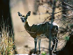 Spied, Klipspringer